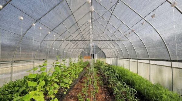 A new life for greenhouse agriculture in Artsakh