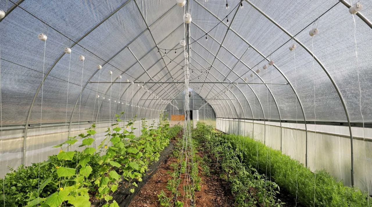A new life for greenhouse agriculture in Artsakh